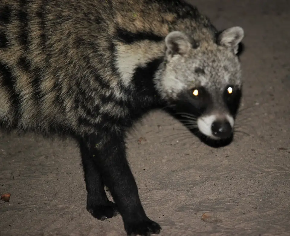 SG-Civet6-2.jpg