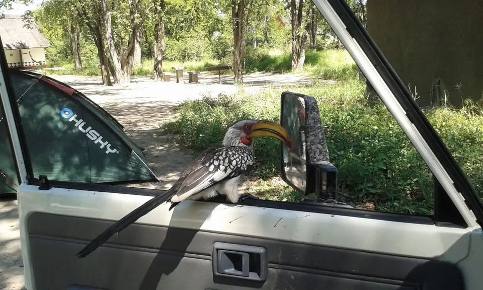 SG-Hornbill1.jpg