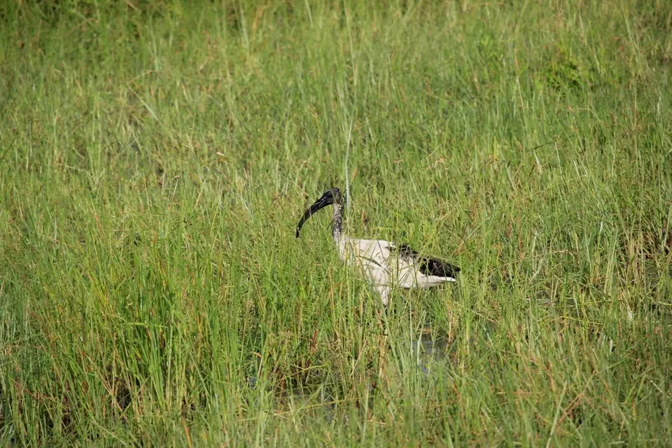 SM-Ibis.jpg