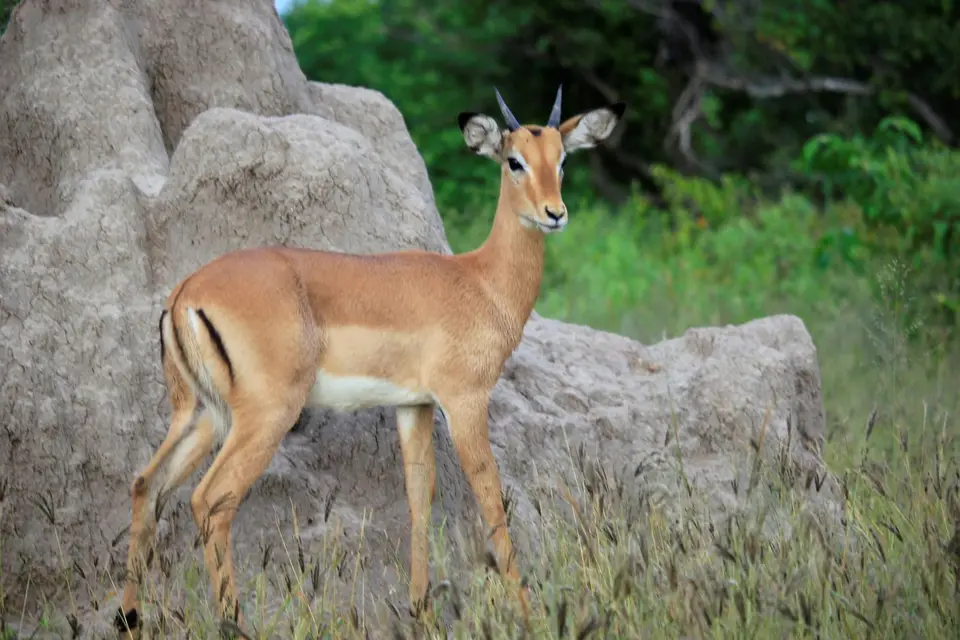 SM-Impala1.jpg
