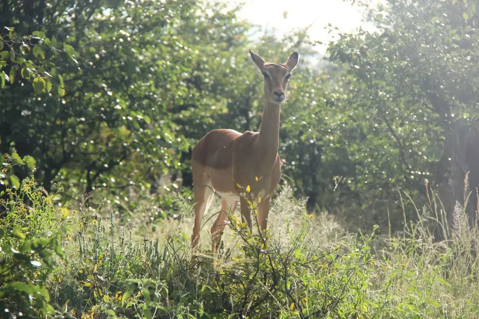 SM-Impala5.jpg