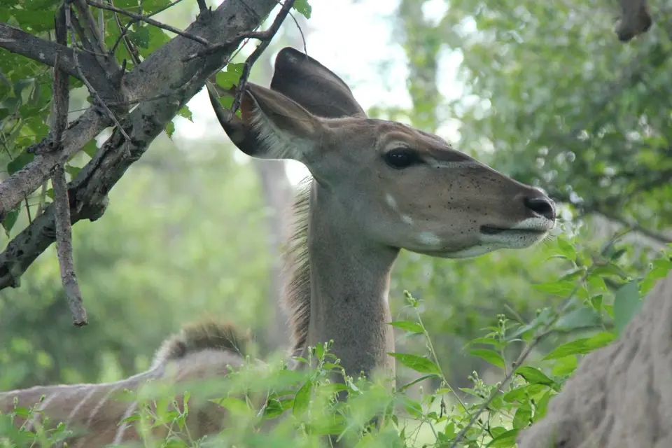 SM-Kudu3.jpg