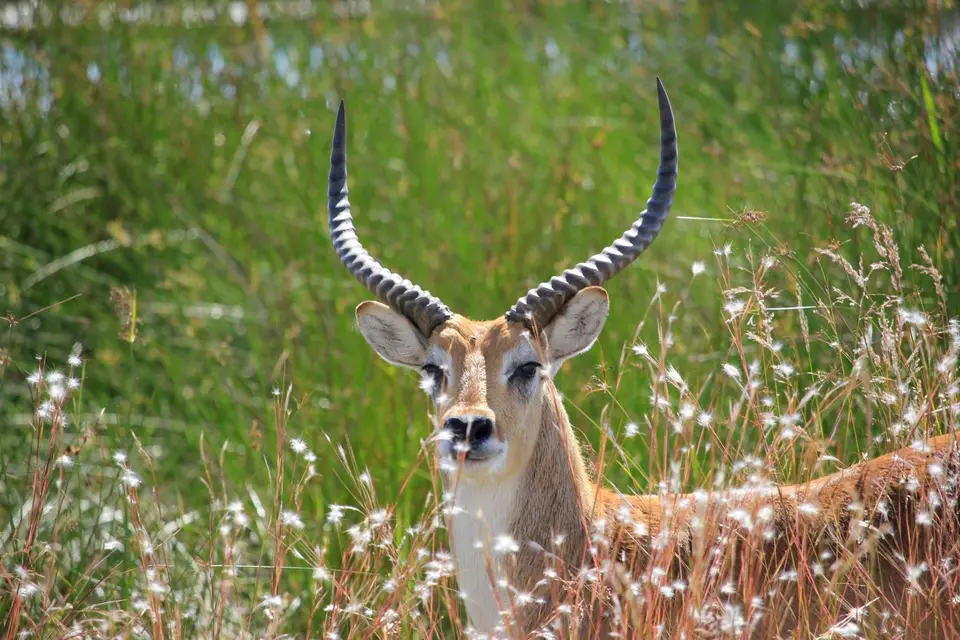 SM-Lechwe2.jpg