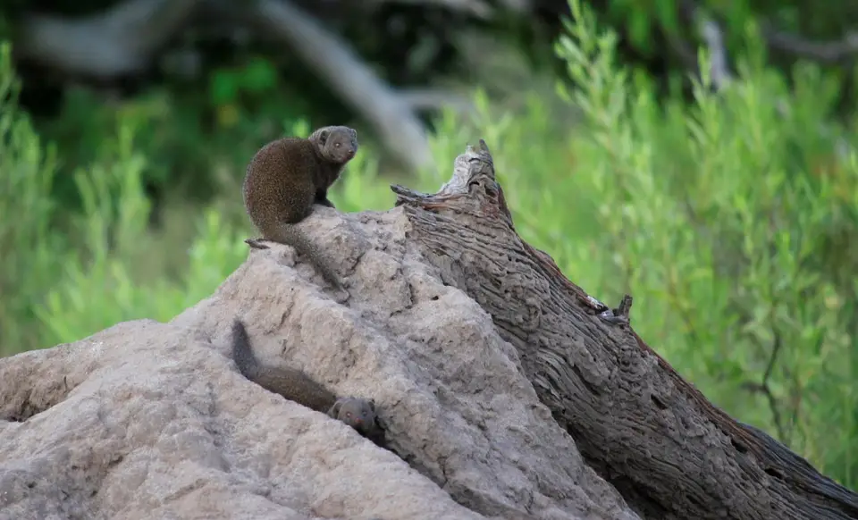 SM-Mongoose.jpg