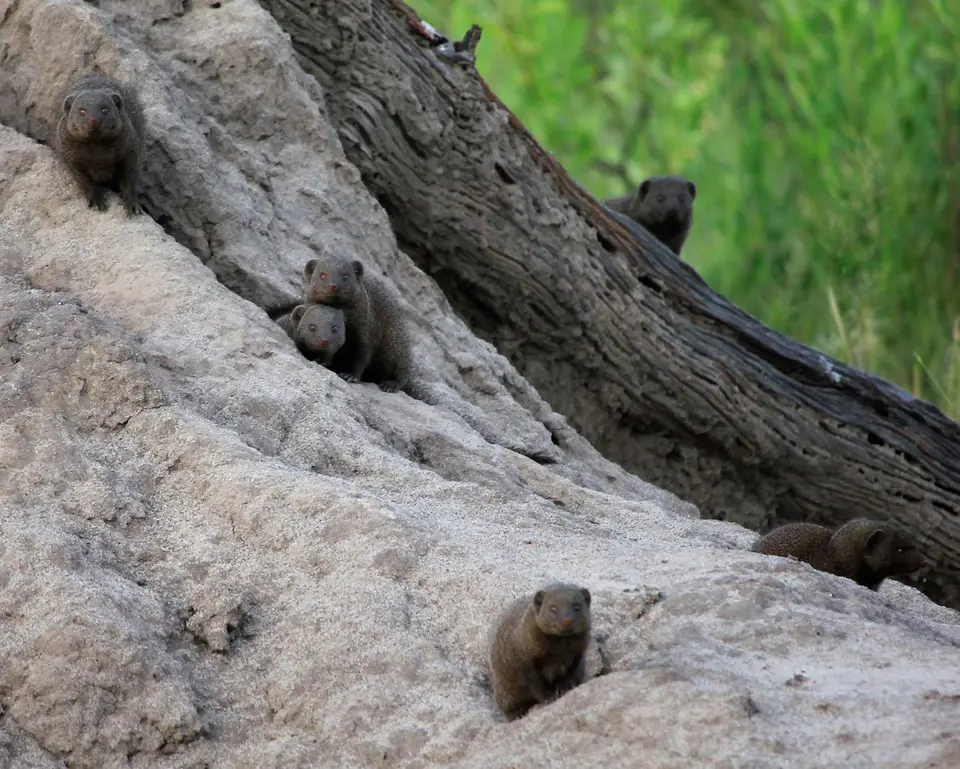 SM-Mongoose2.jpg