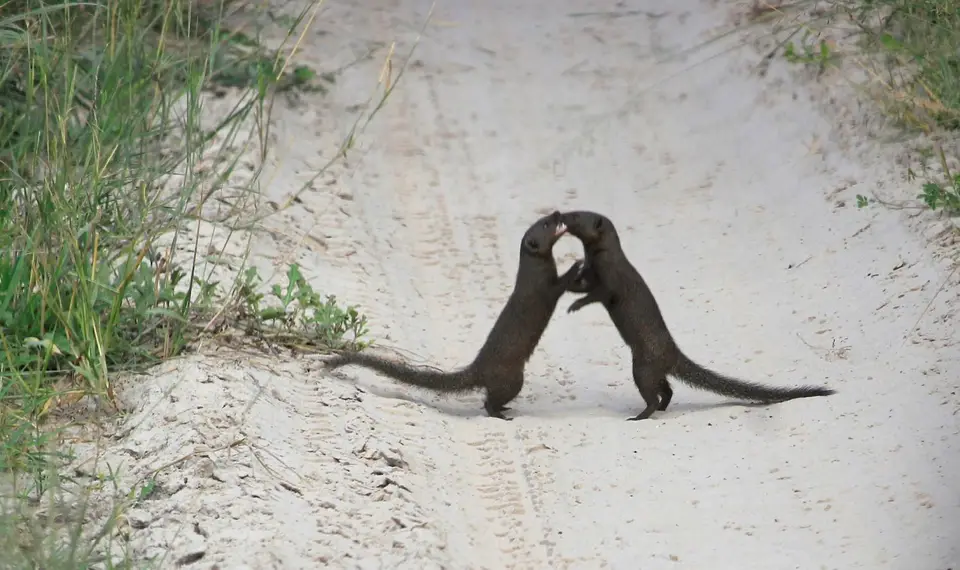 SM-Mongoose3.jpg