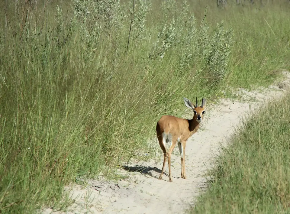 SM-Steenbok.jpg