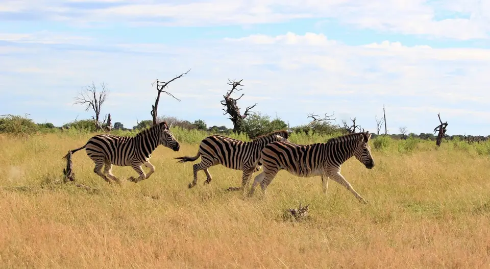 SM-Zebra1.jpg