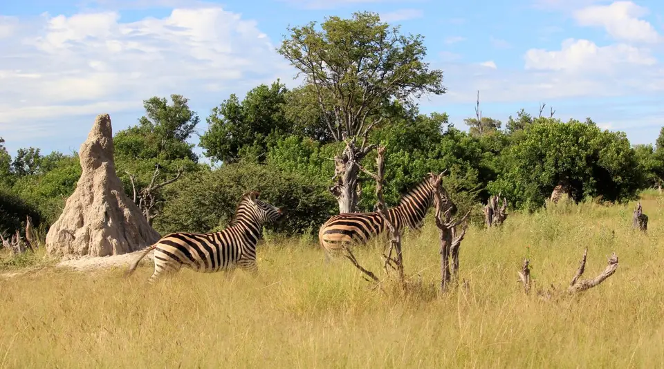 SM-Zebra2.jpg