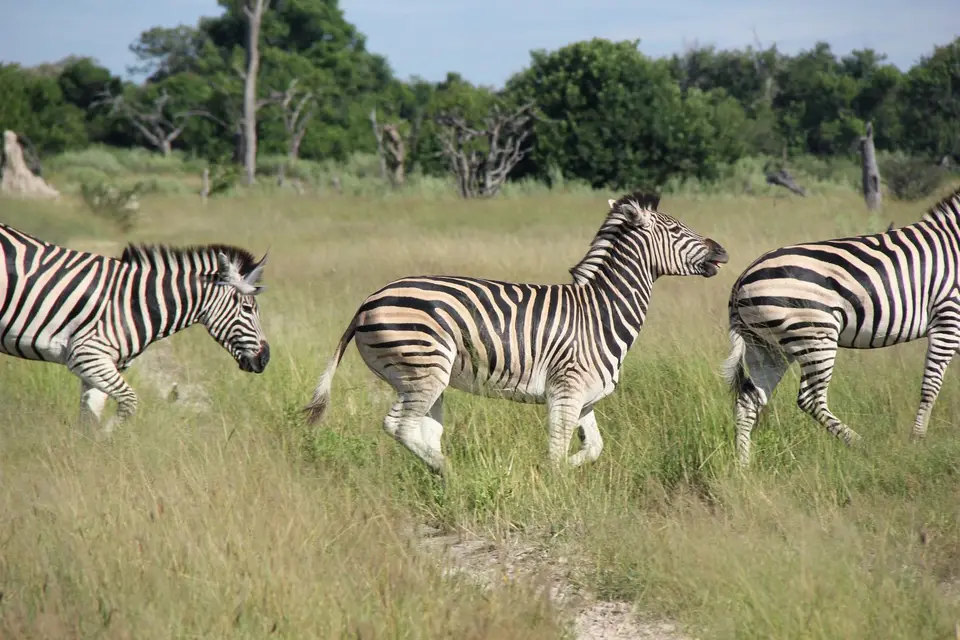 SM-Zebra3.jpg