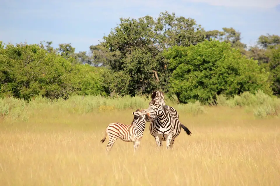 SM-Zebra4.jpg