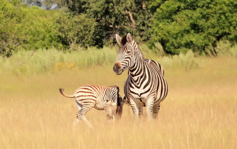 SM-Zebra5.jpg