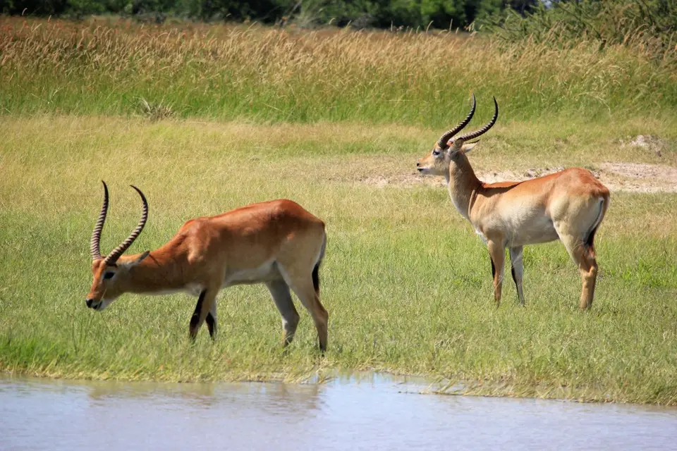 SX-Lechwe1.jpg