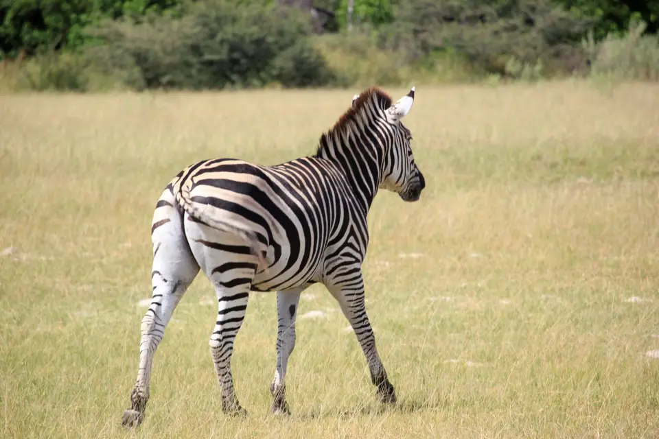 SX-Zebra.jpg