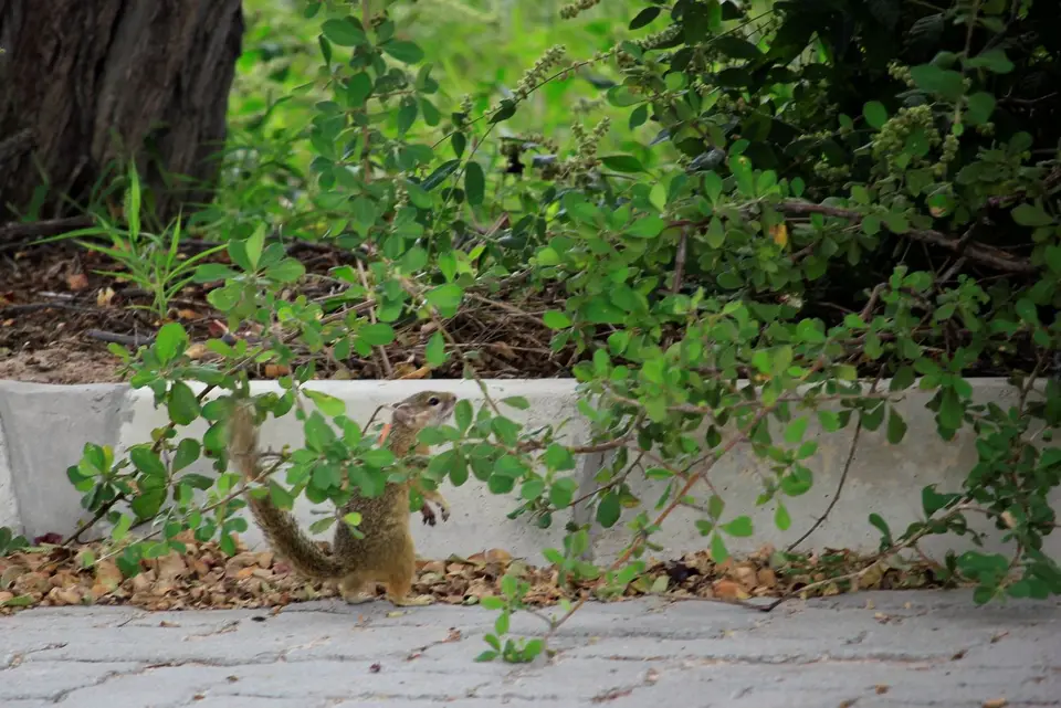 Squirrel2.jpg