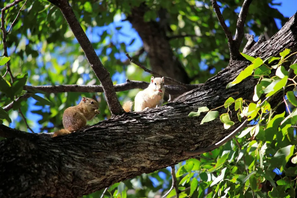 Squirrel3.jpg