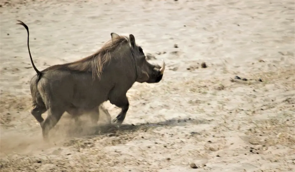 WarthogMajete.jpg