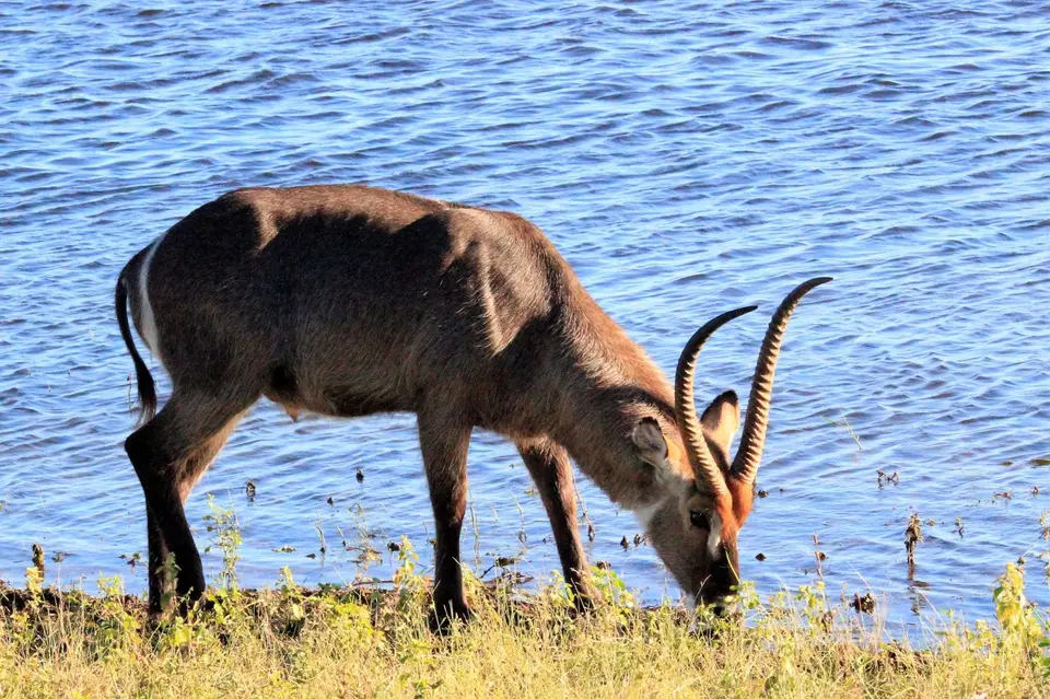 WasserbockChobe1.jpg