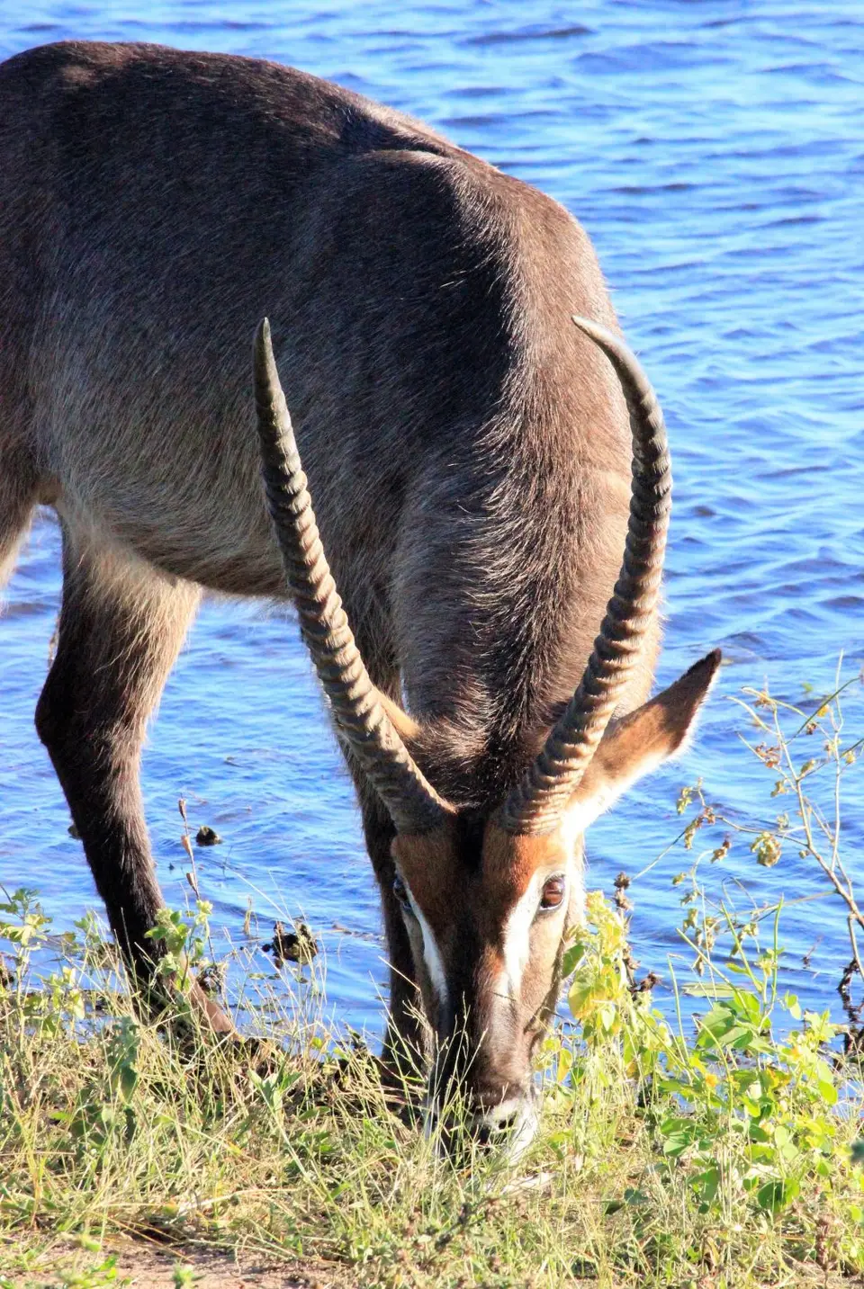 WasserbockChobe2.jpg