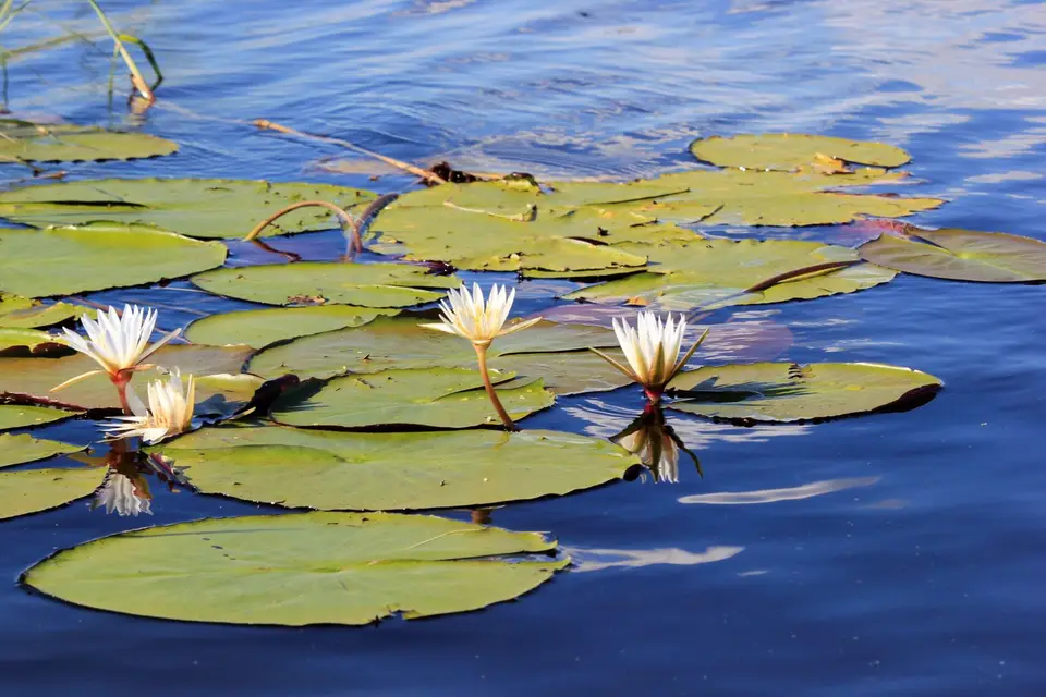 Waterlillies.jpg