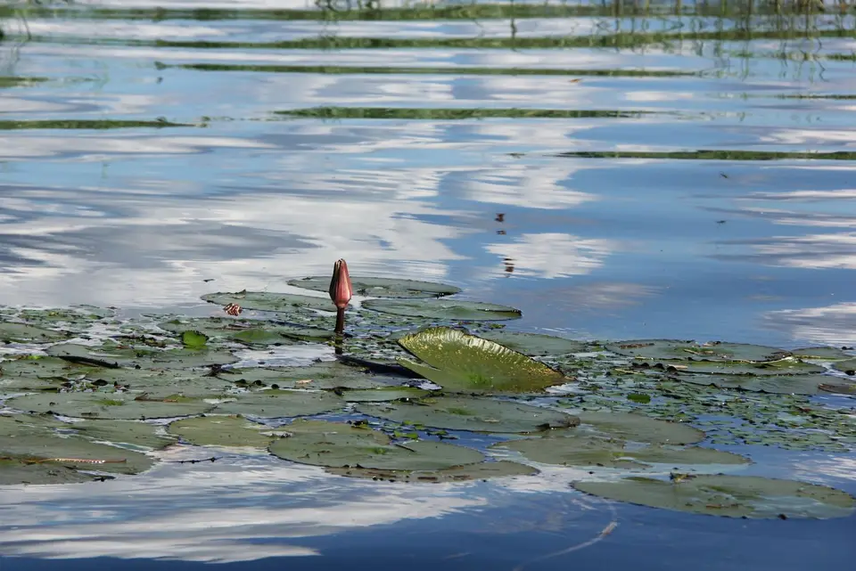 Waterlilly1.jpg
