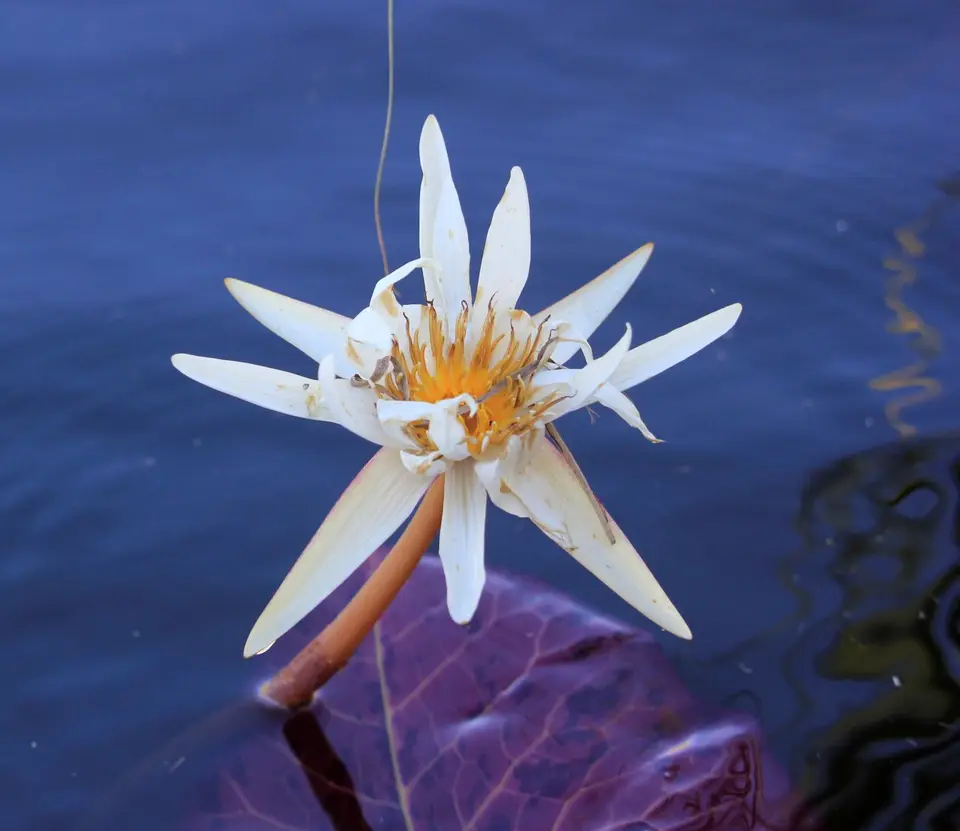 Waterlilly2-2.jpg