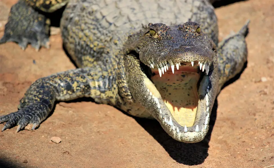 Z-Chobe-Croc.jpg