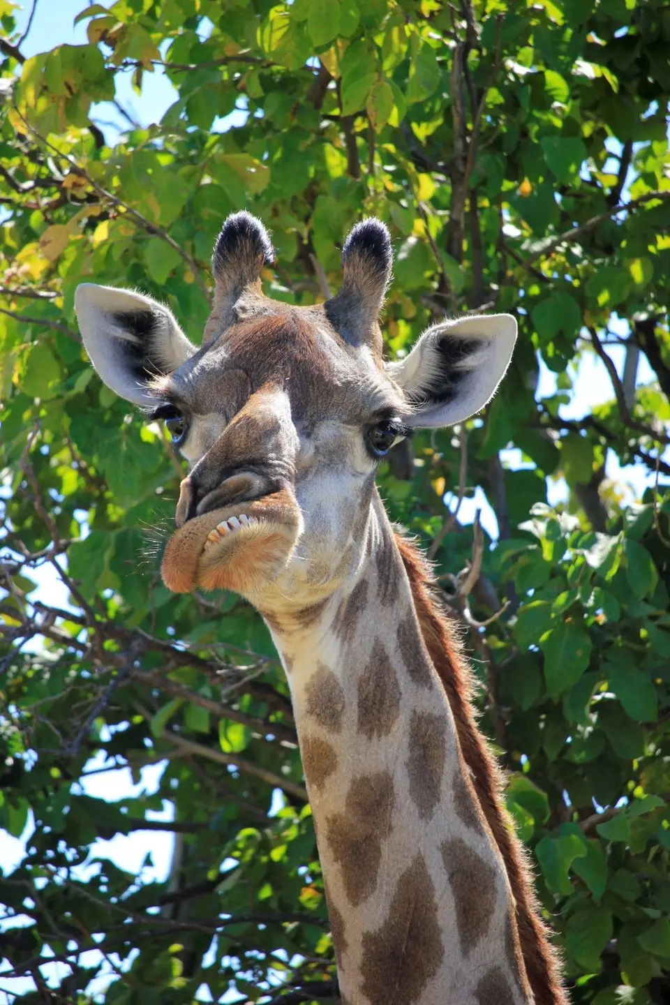 Z-Chobe-Gir.jpg