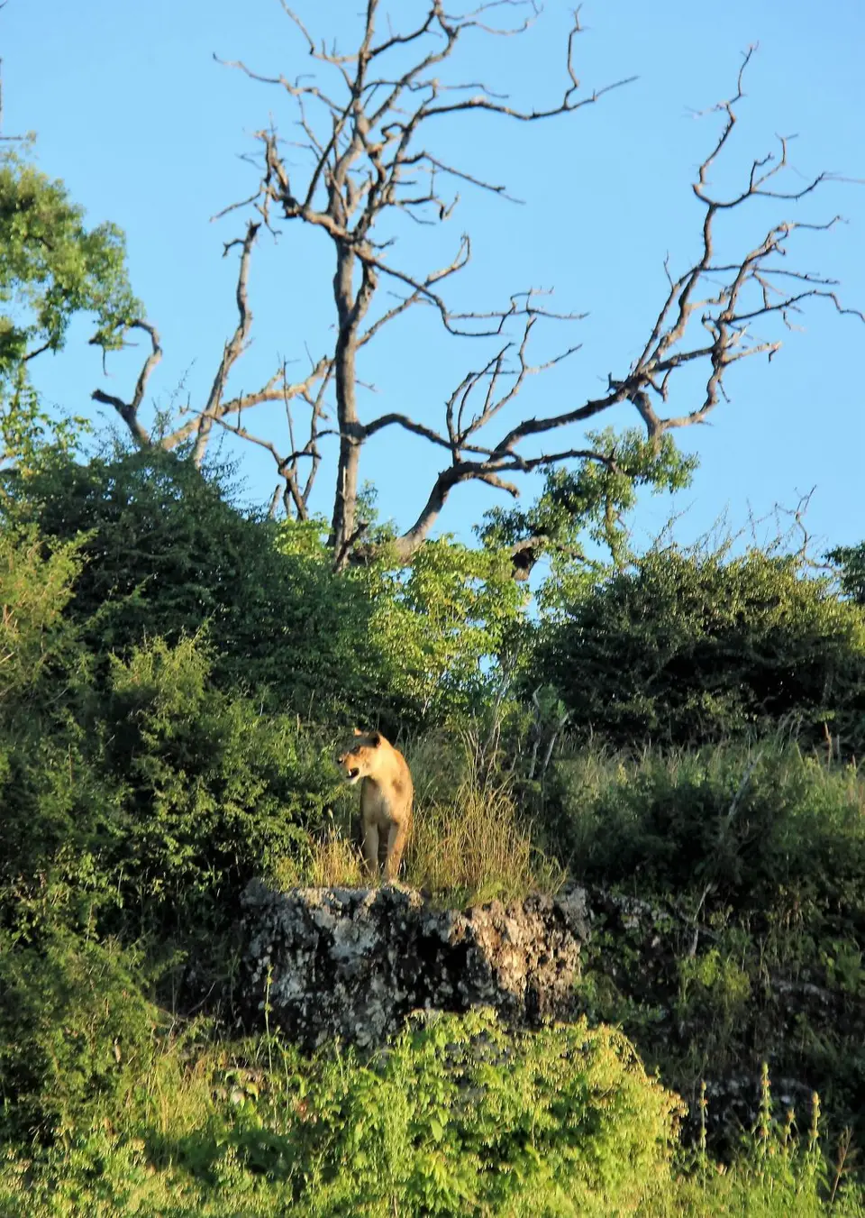 Z-Chobe-Lioness.jpg