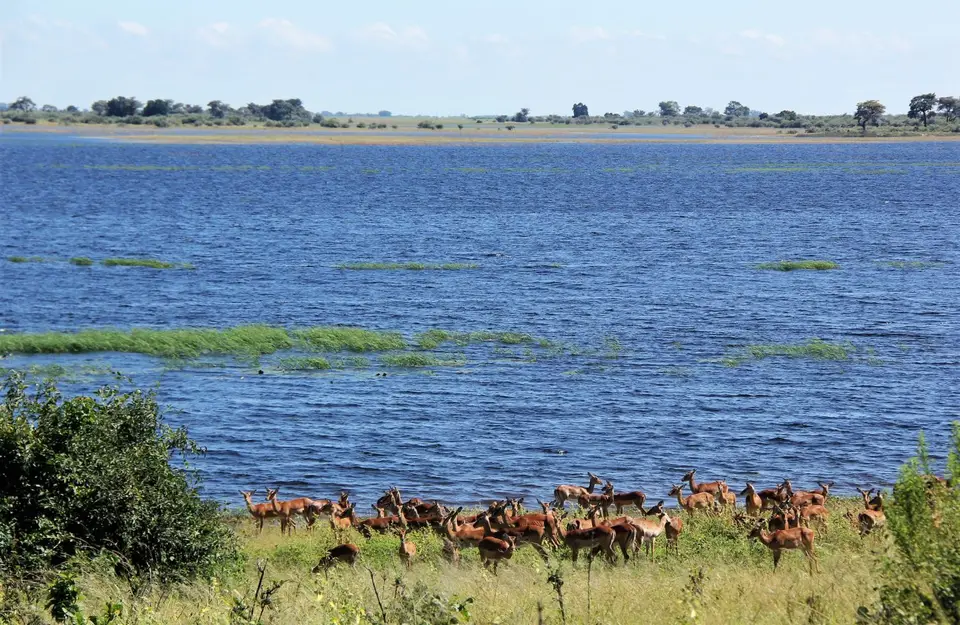 Z-Chobe1.jpg