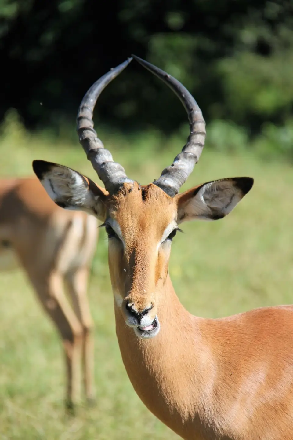 Z-Chobe2.jpg