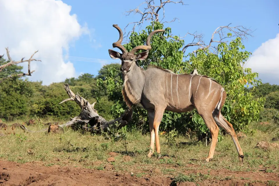 Z-Chobe4.jpg