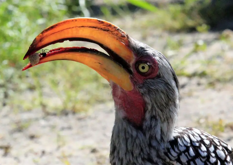 Z-ferry-hornbill1.jpg