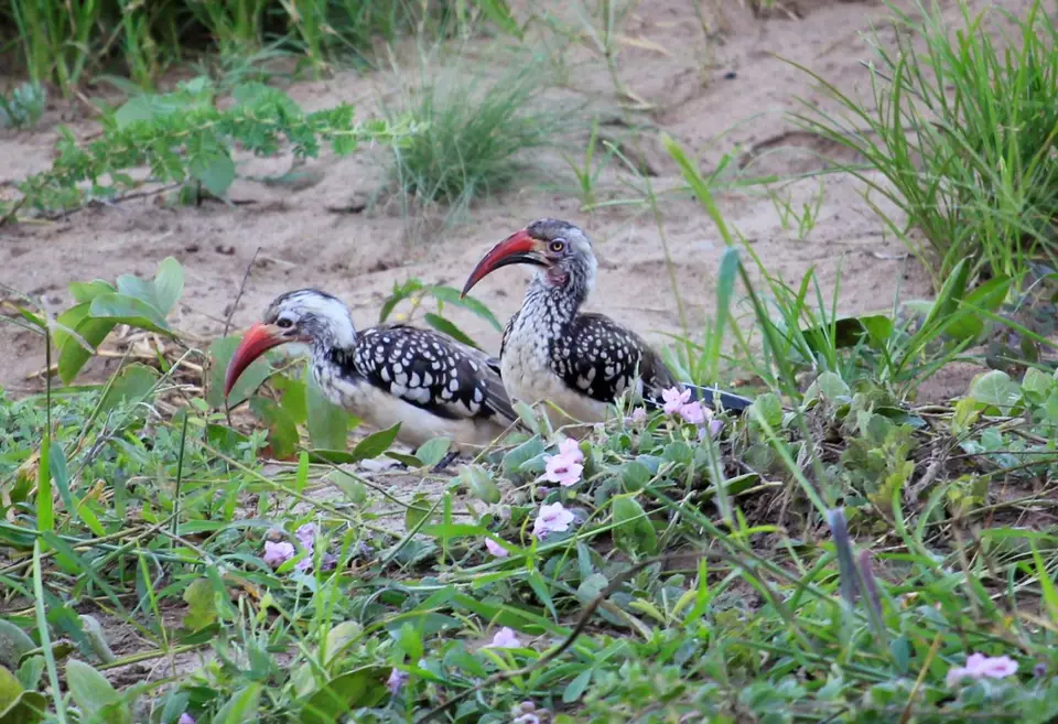 ZHornbill1-2.jpg
