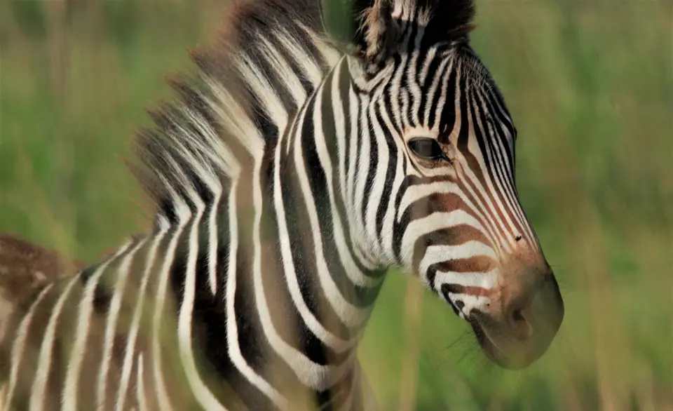 ZebraGameHaven2.jpg