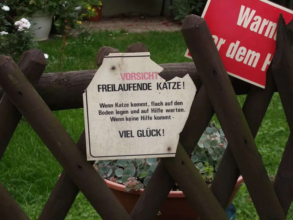 Killerkatzen.JPG