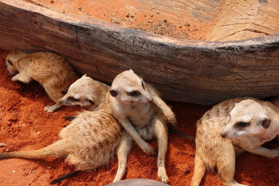 Erdmännchen.jpg