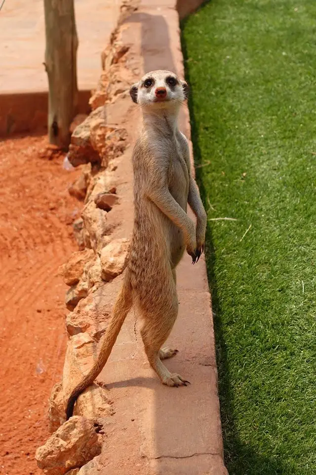Erdmännchen1.jpg