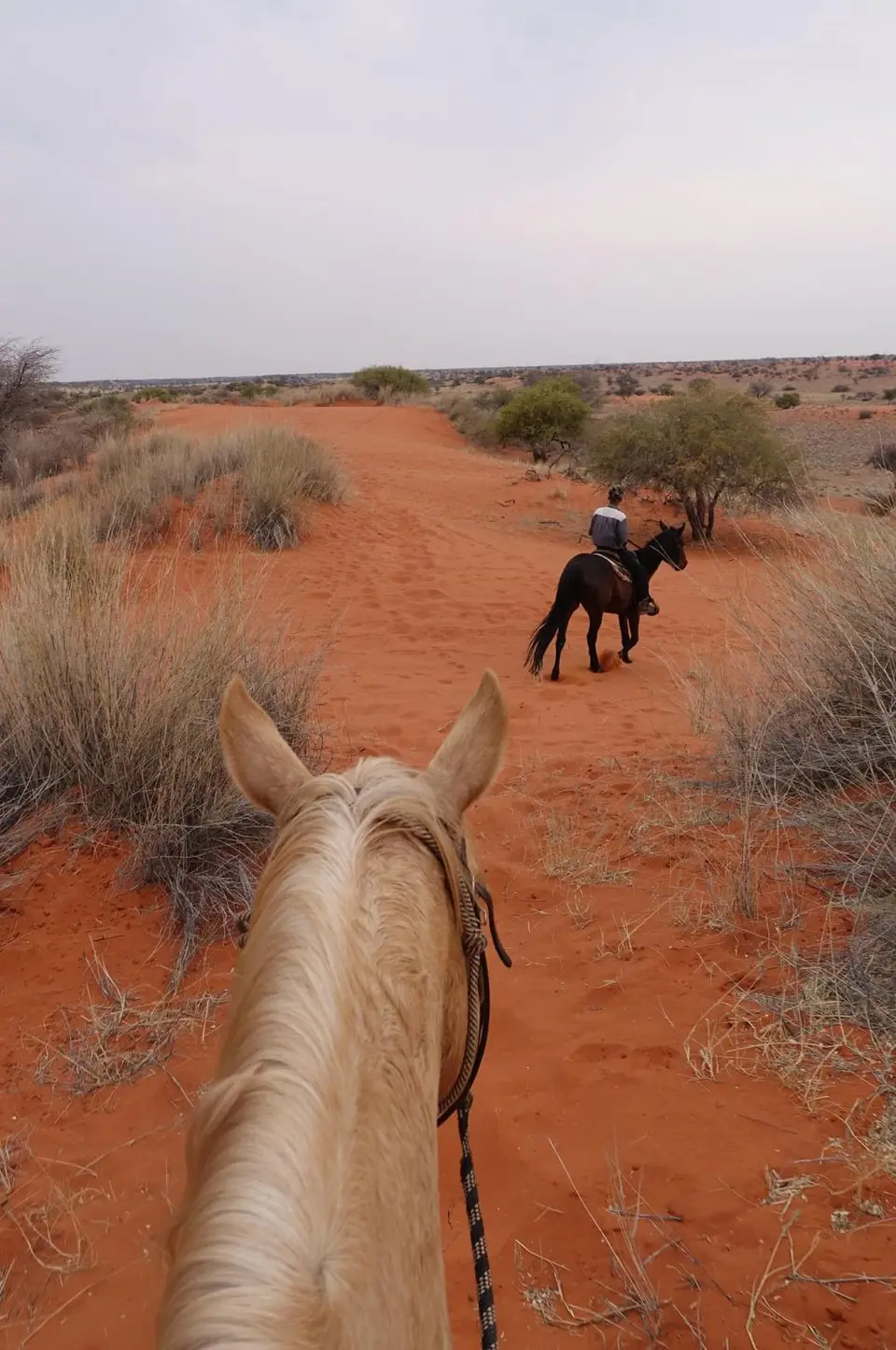Kalahari1.jpg