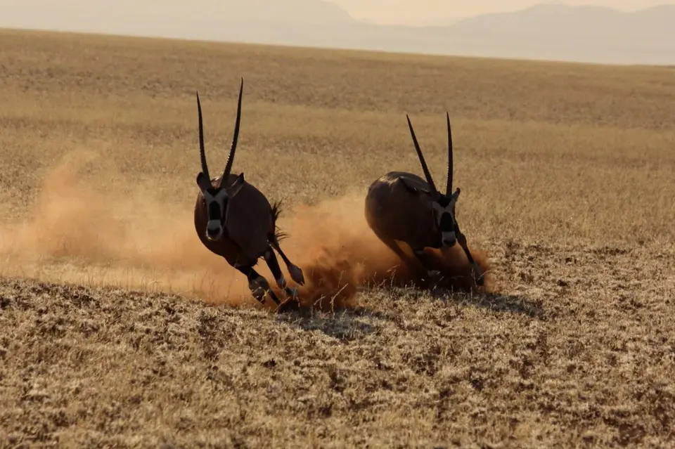 Oryx.jpg