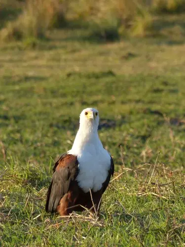 Adler_front.JPG
