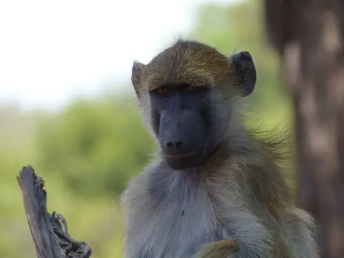 Affe3.jpg