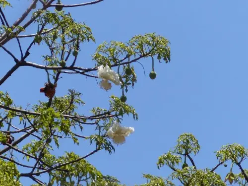 BaobabBlüten.JPG