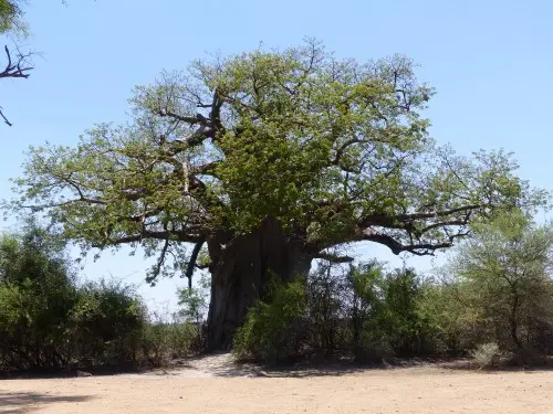 Baobabganz.JPG