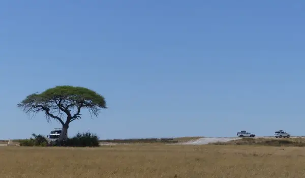 Baum.JPG