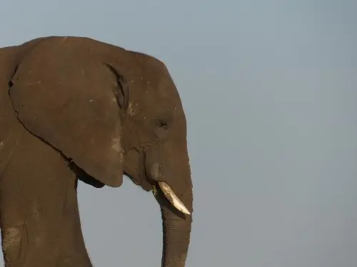 Elefant_Detail.JPG