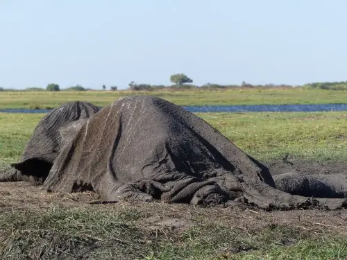 Elefant_tot.JPG