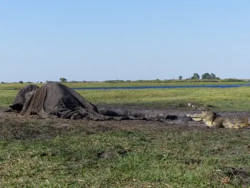 Elefant_tot_Krokodil.JPG