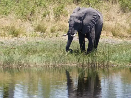 ElefantamWasser.jpg