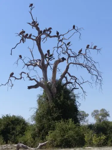 Geierbaum.JPG